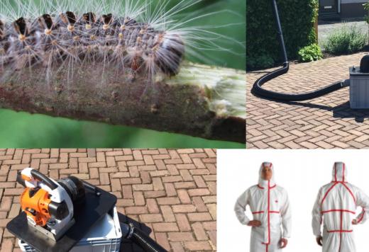 The first oak processionary caterpillars hatch from their eggs!
