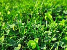 Graszaad Advanta Klavergazon