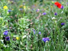 Bloemenmengsel Advanta Binnen Bebouwde Kom