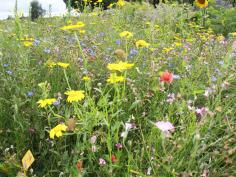 Bloemenmengsel Advanta Buiten Bebouwde Kom