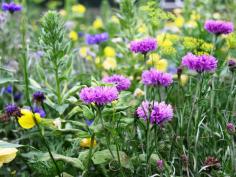 Bloemenmengsel Advanta Veldbloemen 1