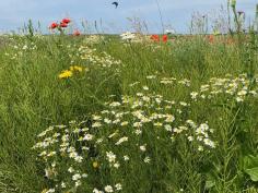 Bloemenmengsels op maat