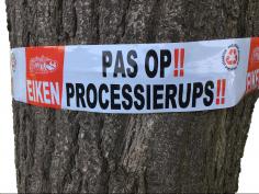 Eikenprocessierups lint