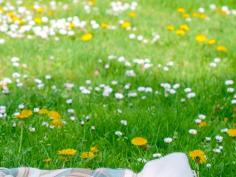 Graszaad Advanta Ecogazon