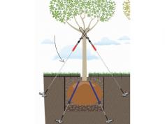 Toltex root ball anchorage